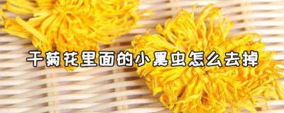 ​干菊花里面的小黑虫怎么去掉 干菊花怎么保存最好