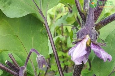 ​茄子开花不结果怎么办（为什么茄子只开花不结果）