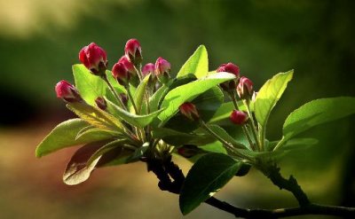 ​海棠花的介绍-海棠花的养护