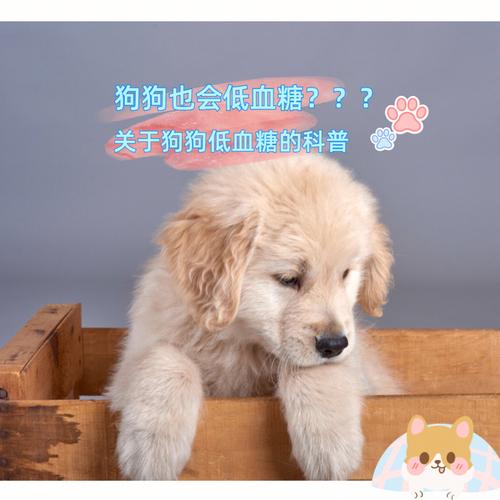 狗狗低血糖会引起什么症状（小型犬低血糖太可怕了）