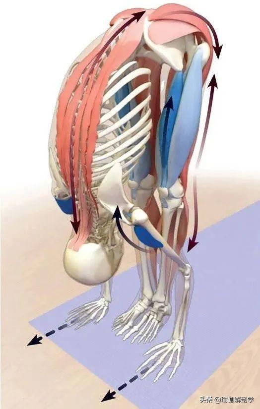 瑜伽站立式前屈怎么练（瑜伽前屈的8种练习小方法）(1)