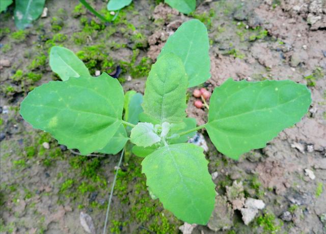 春季有什么野菜可以挖来吃（带你认识20种不同的野菜）(9)