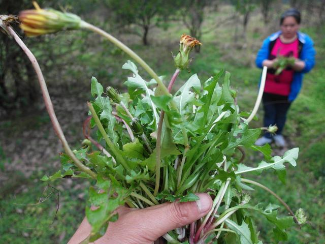 春季有什么野菜可以挖来吃（带你认识20种不同的野菜）(4)