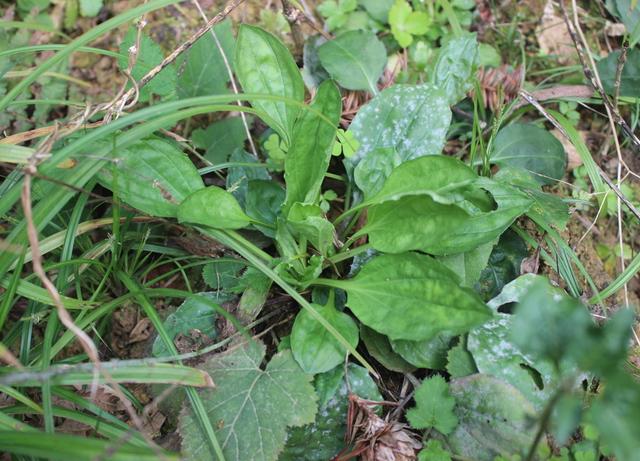 春季有什么野菜可以挖来吃（带你认识20种不同的野菜）(20)