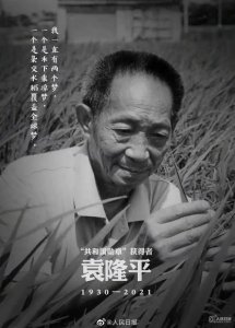 ​悼念袁隆平的句子简短（散文悼念袁隆平）