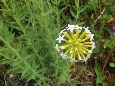 ​野外有哪些危险的植物？（野外哪些植物有毒）