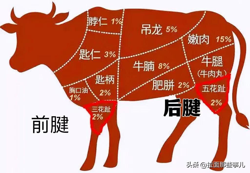 牛前腱子肉和后腱子肉哪个好吃（牛腱子肉是哪里的肉）(图5)