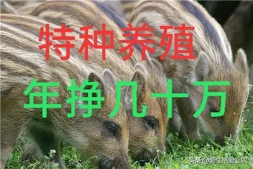 农村适合小投资的养殖（想在农村搞养殖的看过来）(5)