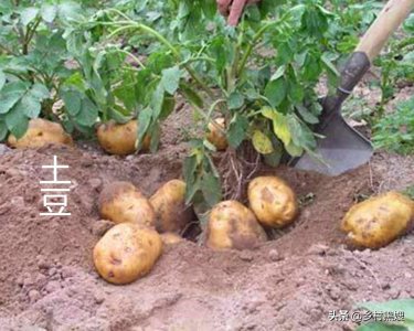 ​土豆什么时候传入中国（农作物土豆的前世今生）