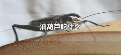 ​油葫芦吃什么（油葫芦喂什么食物）