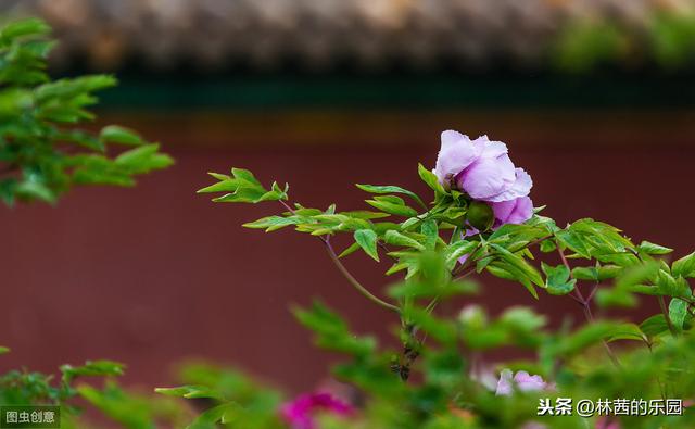 谷雨最美的诗词（唐诗中的明媚春光）(6)