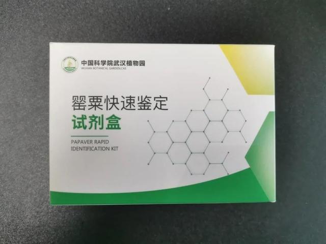 毒品罂粟有什么危害（如何快速识别罂粟等毒品原植物）(6)