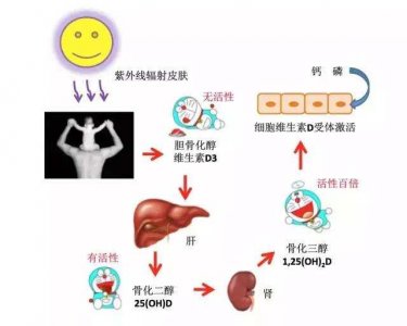 ​经常晒太阳可以增强男人性功能吗（为什么要晒太阳）