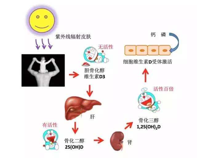 经常晒太阳可以增强男人性功能吗（为什么要晒太阳）(图1)