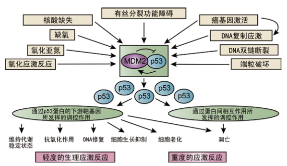 经常晒太阳可以增强男人性功能吗（为什么要晒太阳）(图6)