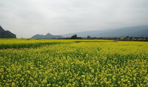 油菜花开的句子唯美,油菜花开的句子唯美三年级图2