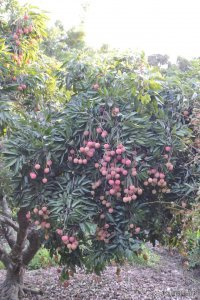 ​玉林荔枝狗肉节开幕式（深巷正飘着狗肉香）