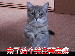 猫粮什么牌子好又便宜 良心推荐 这八款猫粮质量好(10)