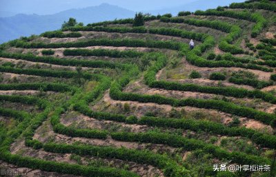 ​信阳毛尖的冲泡方法（信阳毛尖用多少度水冲泡最佳）