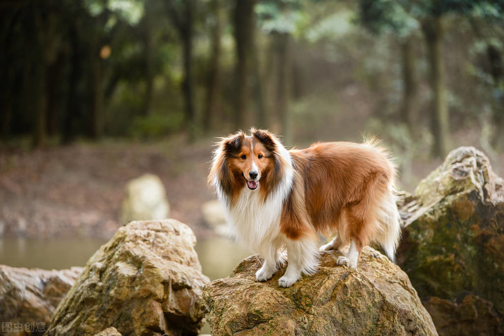 什么狗最好养又听话小型犬（适合家养的中小型犬）(图3)