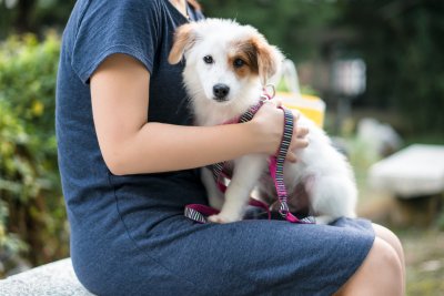 ​什么狗最好养又听话小型犬（适合家养的中小型犬）