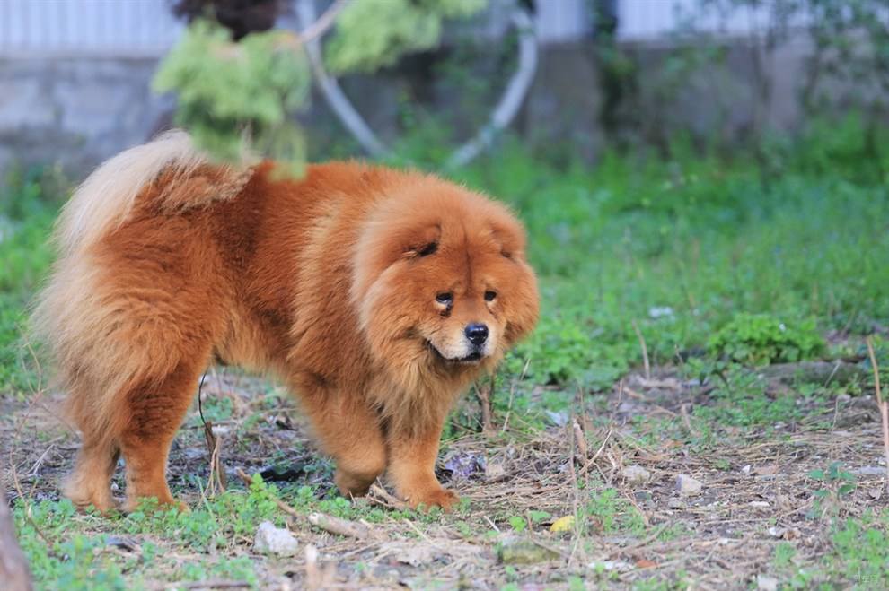 什么狗最好养又听话小型犬（适合家养的中小型犬）(图4)