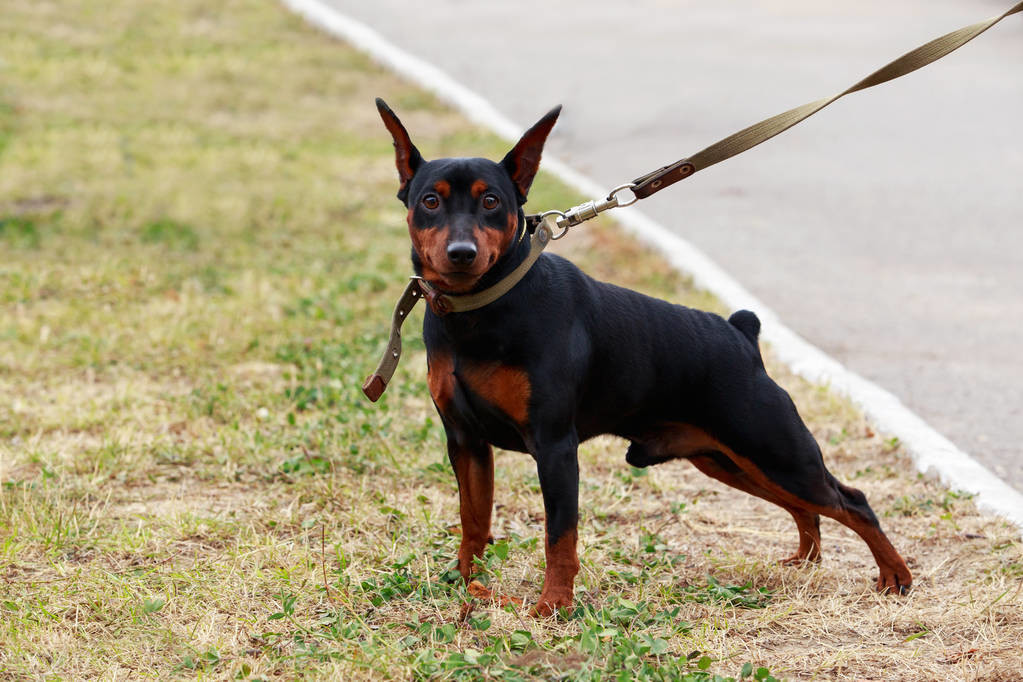 什么狗最好养又听话小型犬（适合家养的中小型犬）(图6)