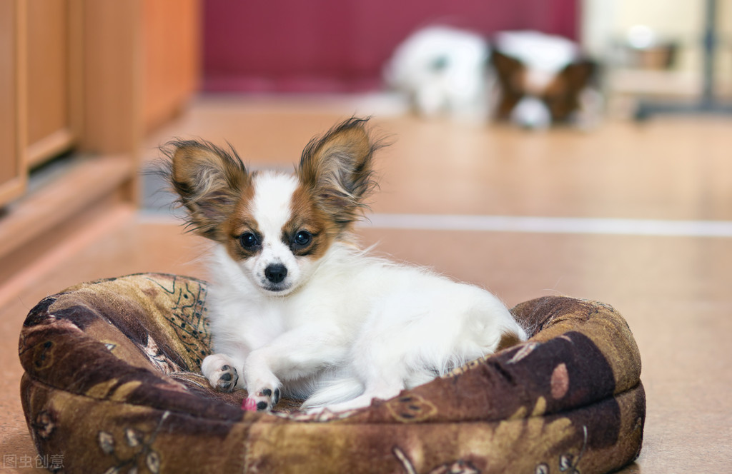 什么狗最好养又听话小型犬（适合家养的中小型犬）(图5)