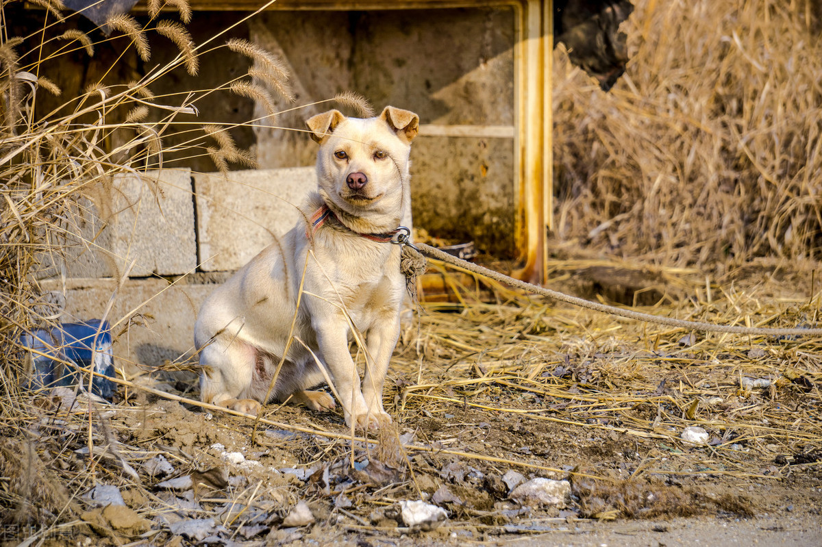 什么狗最好养又听话小型犬（适合家养的中小型犬）(图2)