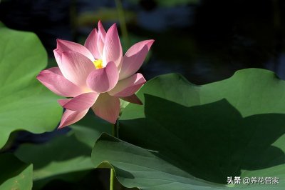 ​荷花的美称和雅称（荷花的样子颜色气味其他描写）