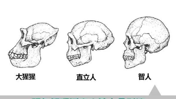 鸨为什么没有雄鸟，而鸟念什么?苗鸟念什么？图7