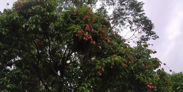 荔枝是凉性还是热性，芒果的属性寒性还是热性？图5