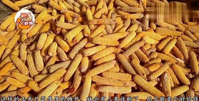 大量玉米保鲜的方法