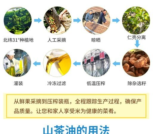 茶油是什么茶树籽榨出来的