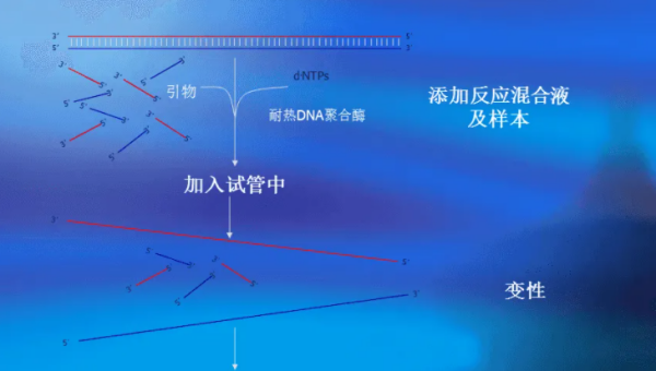 pcr是什么简称,pcr是什么的医学简称图2