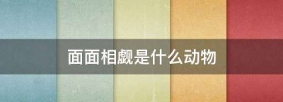 ​面面相觑是什么动物,面面相觑是什么动物生肖