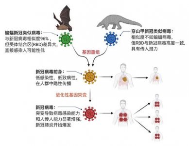 ​新冠病毒定义（来这里了解具体概括）