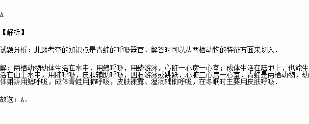 青蛙靠肺部和什么部位呼吸（除了肺之外青蛙还靠哪个器官来呼吸）