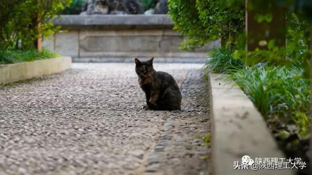 清晨读书声声声入耳（风声雨声读书声）(13)