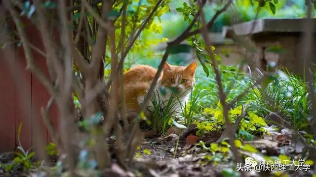 清晨读书声声声入耳（风声雨声读书声）(10)