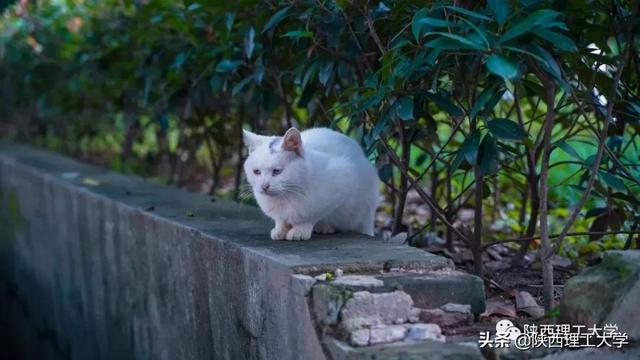 清晨读书声声声入耳（风声雨声读书声）(12)