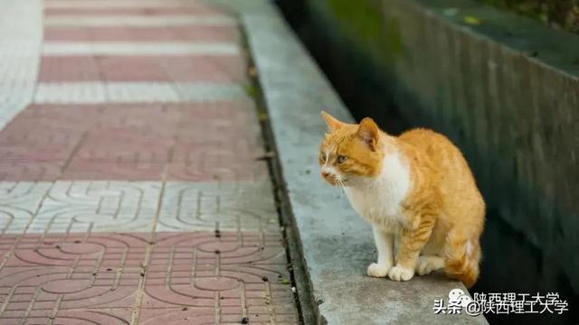 清晨读书声声声入耳（风声雨声读书声）(11)