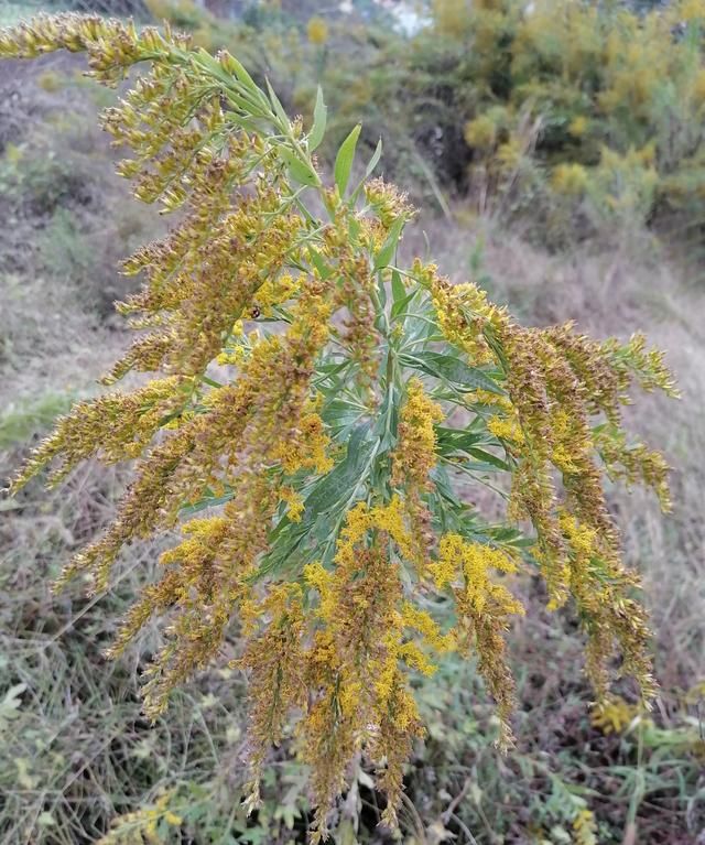 加拿大一枝黄花图片，加拿大一枝黄花入侵我国，它到底是什么花？它对农业有哪些危害？图2