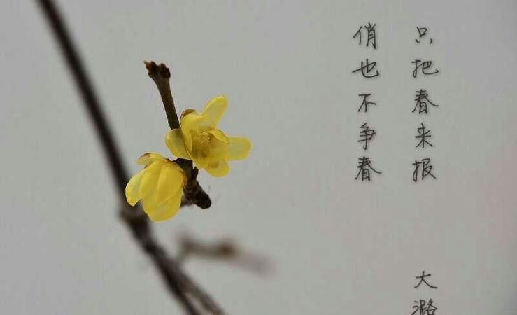 遥知不是雪为有暗香来写出了梅花的什么特点