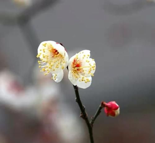 遥知不是雪，为有暗香来是什么植物