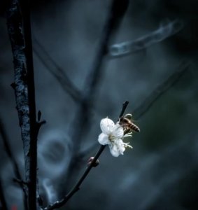 ​遥知不是雪为有暗香来是什么植物，什么植物外实空中虚心有礼。？