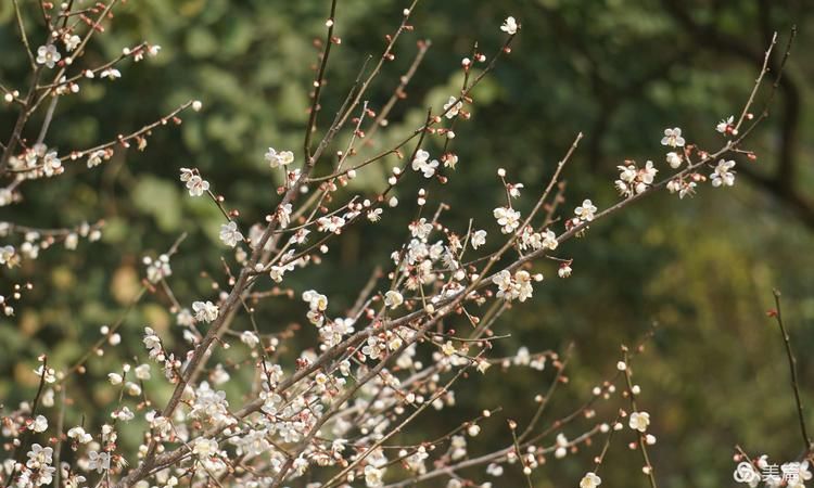 “遥知不是雪，为有暗香来”这句诗写的是什么季节