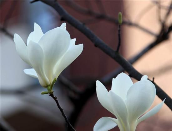 玉兰花的花语与寓意：玉兰花的花语是什么