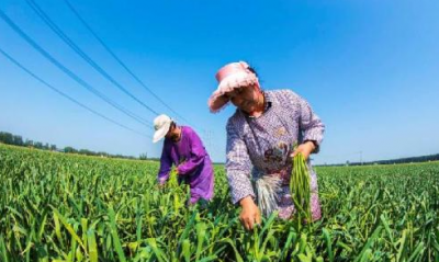 ​蒜苔怎么抽不断,怎样抽蒜苔不会断视频