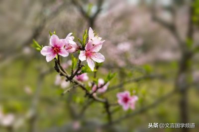 ​闲居唐王维桃红复含宿雨（桃红复含宿雨出自哪首诗）